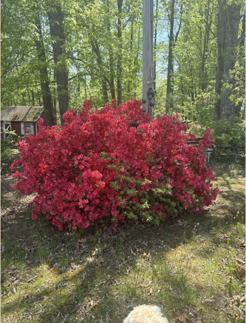 Vibrant pink bush bloomed in the front yard giving color back to the yard.
